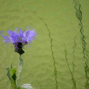 kornblume