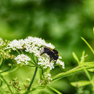 Hummel