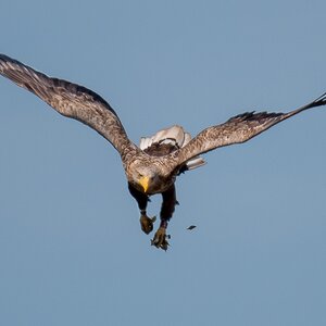 D50 0817 Landeanflug IA 5 2017