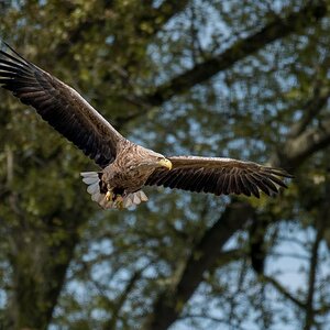 D50 0819 Adler IIA 5 2017