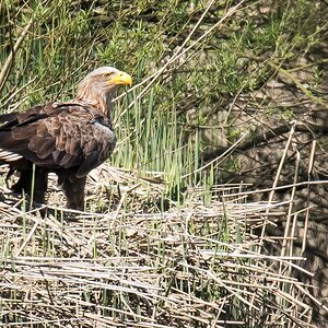 D50 0828 stolzer Adler im SchilfIA 5 2017