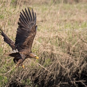 D50 0830 Adler mit Nistmaterial IA 5 2017