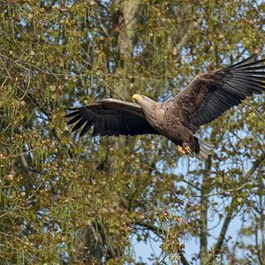 D50 0980 Im Anflug auf Baum IA 5 2017