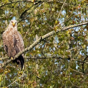 D50 0995 habe Euch schon entdecktIIA 5 2017
