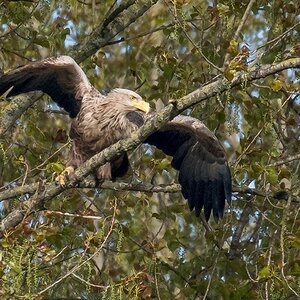D50 1059 Jetzt aber weg IA 5 2017