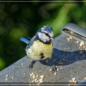 NIKON 1 J5, 10-100mm, ISO 200, 1/500s, f5.6, 100mm.