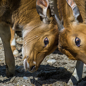 Bantengs