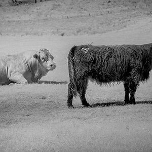 Highland Cattle