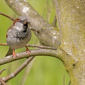 D50 9511 Spatz mit Insektenfutter für den Nachwuchs IA 4 2017
