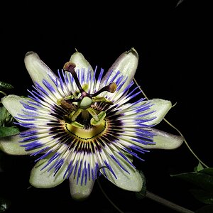 Blaue Passionsblume  DSC0036
