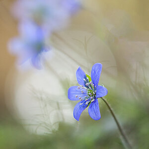 Leberblümchen