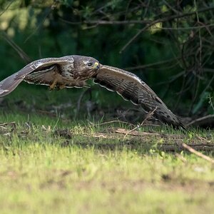 D50 2307 Bussard im Tiefflug IA 5 2017