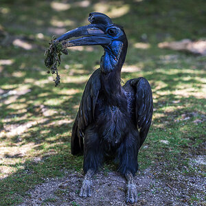 schräger Vogel