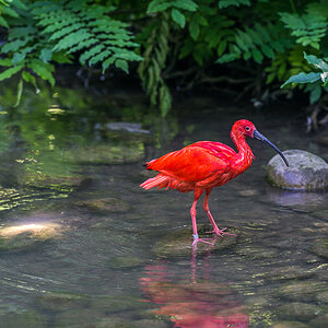 roter Sichler (IBIS)