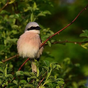 2017 12174