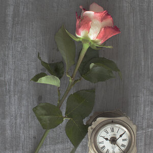 MG 9257 rk rose e