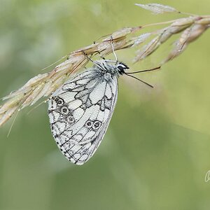 Schachbrettfalter (Melanargia galathea)
