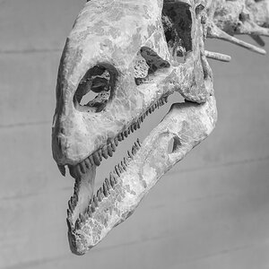 Dinokopf