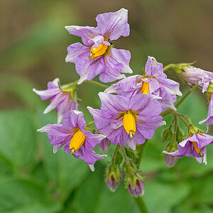 Kartoffelblüte