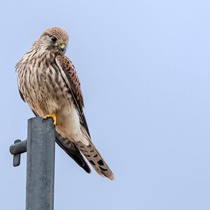 D50 3849 Turmfalkenweibchen auf Baugerüst IA 7 2017
