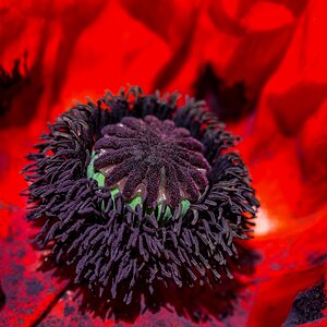 Mohnblume