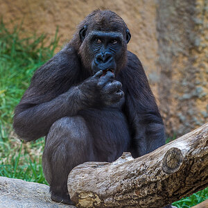 Affe