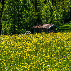 Hahnenfußwiese mit Hütte