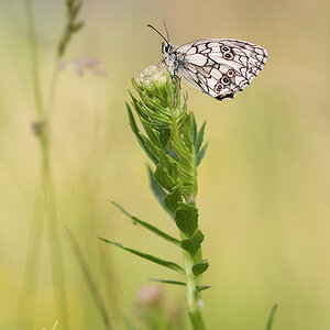 Schachbrettfalter (Melanargia galathea)