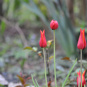 tulpe