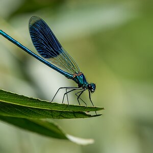 D50 3505_Gebänderte Prachtlibelle II A 7 2017