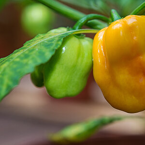 Habanero gelb 2