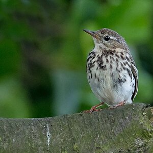 D50 2741 Junge Drosselartige IA 6 2017