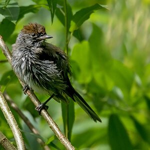 D50 3225 unbekannter Jungvogel IA 7 2017