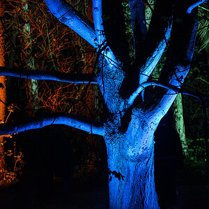 Nachttbaum 1