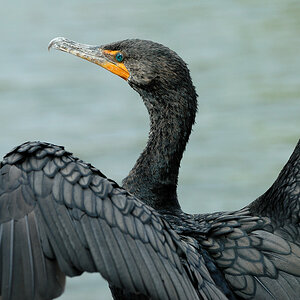Everglades