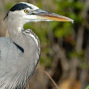 Everglades