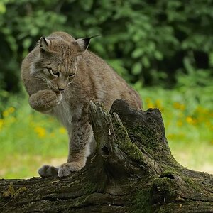 Luchs