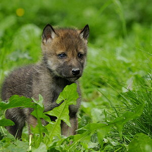 WolfswelpeSBG 2009
wollte mal ein eigenes Portraitbild haben.