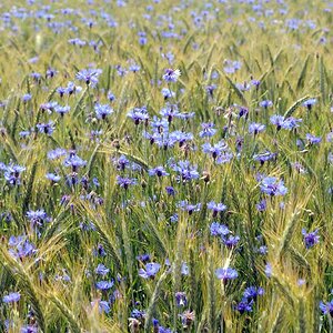 Kornblumen