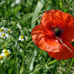 Mohn mit Kamille