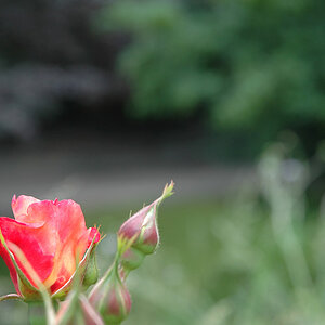 Aus der Arbeit "In Front and Behind"