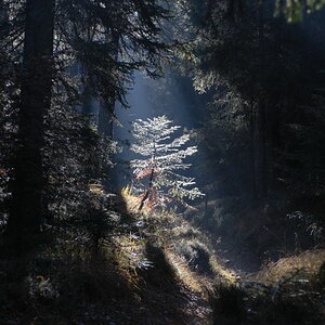Licht im morgendlichen Wald