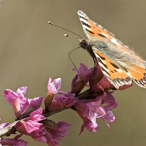 Frühlingserwachen (Distelfalter) 53