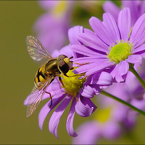 Schwebfliege D2X 3005 1a
Große Schwebfliege (Syrphus ribesii), männlich
· http://www.nikon-fotografie.de/vbulletin/showpost.php?p=1069597&postcount=1