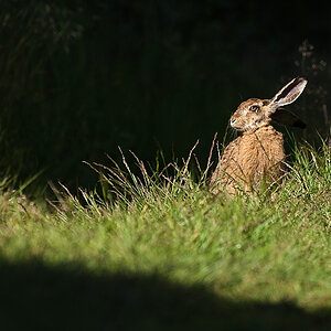 Hase