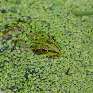 Teichfrosch
