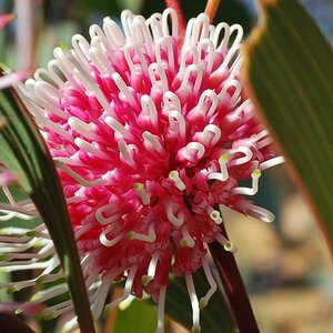 Blüte (Eukalyptus)