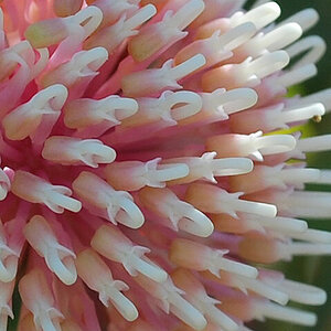 Blüte (Eukalyptus)