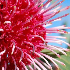 Blüte (Eukalyptus)