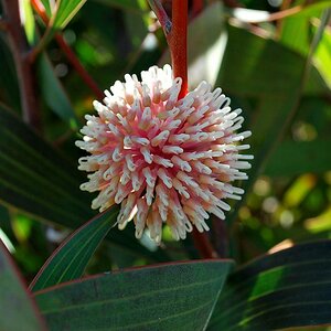 Blüte (Eukalyptus)
